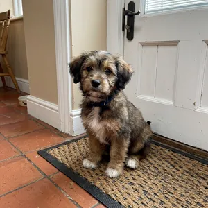 Cucciolo seduto vicino alla porta